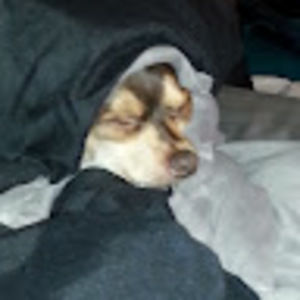 Meet your Posher, King